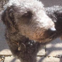 Monty